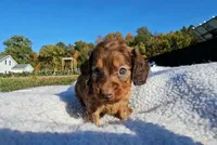 Anne, a female Miniature Dachshund for sale in New Paris, IN – Photo 1 of 8