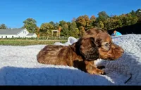 Anne, a female Miniature Dachshund for sale in New Paris, IN – Photo 8 of 8