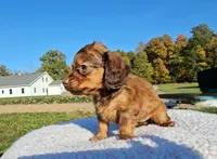 Anne, a female Miniature Dachshund for sale in New Paris, IN – Photo 5 of 8