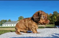 Anne, a female Miniature Dachshund for sale in New Paris, IN – Photo 3 of 8