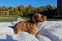 Anne, a female Miniature Dachshund for sale in New Paris, IN – Photo 2 of 8