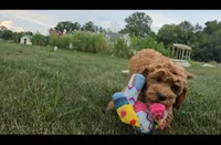 Abby, a female Cavapoo for sale in New Paris, IN – Photo 8 of 9