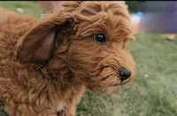 Abby, a female Cavapoo for sale in New Paris, IN – Photo 6 of 9