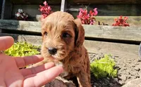 Abby, a female Cavapoo for sale in New Paris, IN – Photo 4 of 9