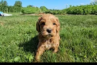 Abby, a female Cavapoo for sale in New Paris, IN – Photo 5 of 9