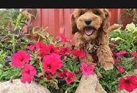Abby, a female Cavapoo for sale in New Paris, IN – Photo 1 of 9