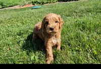 Abby, a female Cavapoo for sale in New Paris, IN – Photo 2 of 9