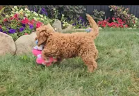 Abby, a female Cavapoo for sale in New Paris, IN – Photo 9 of 9