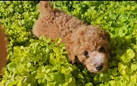 Teddy, a male Poodle - Miniature  for sale in New Paris, IN – 3 of 3