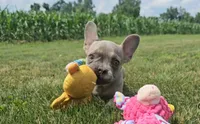 Lincoln, a male French Bulldog for sale in New Paris, IN – Photo 4 of 6