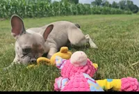 Lincoln, a male French Bulldog for sale in New Paris, IN – Photo 6 of 6