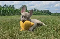 Lincoln, a male French Bulldog for sale in New Paris, IN – Photo 1 of 6
