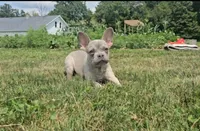 Lincoln, a male French Bulldog for sale in New Paris, IN – Photo 5 of 6