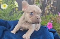 Charlie, a male French Bulldog for sale in New Paris, IN – Photo 6 of 8