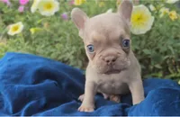 Charlie, a male French Bulldog for sale in New Paris, IN – Photo 4 of 8