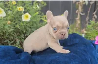 Charlie, a male French Bulldog for sale in New Paris, IN – Photo 2 of 8