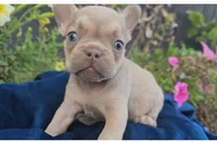 Charlie, a male French Bulldog for sale in New Paris, IN – Photo 3 of 8