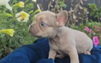 Charlie, a male French Bulldog for sale in New Paris, IN – Photo 8 of 8