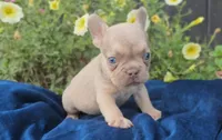 Charlie, a male French Bulldog for sale in New Paris, IN – Photo 1 of 8