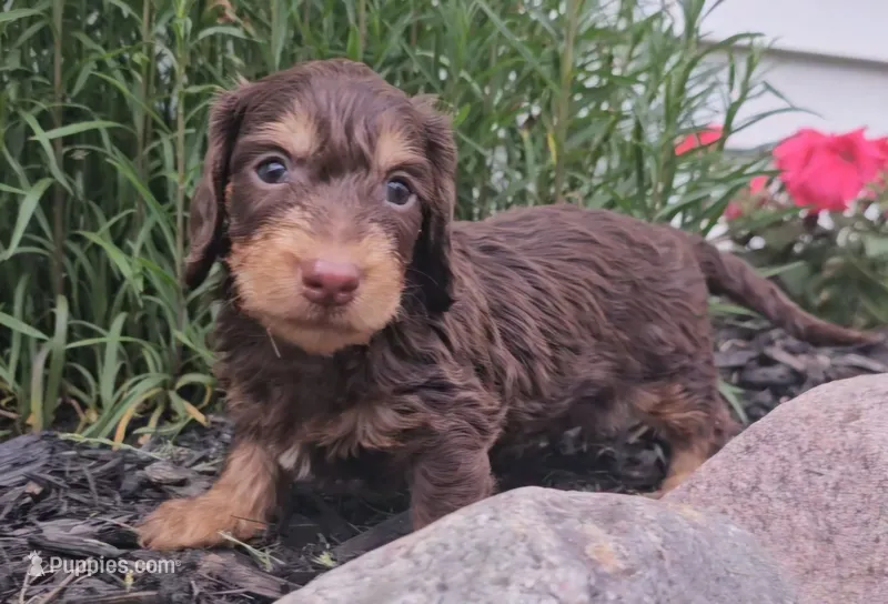 Stanley – Miniature Dachshund puppy for sale in New Paris, IN