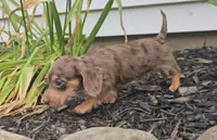 Shortstack, a male Miniature Dachshund for sale in New Paris, IN – 3 of 4