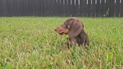 Sammy, a male Miniature Dachshund for sale in New Paris, IN – 4 of 4