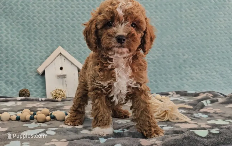 George, a male Cavapoo for sale in New Paris, IN – Photo 1 of 7
