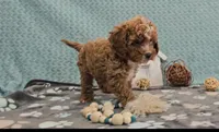 George, a male Cavapoo for sale in New Paris, IN – Photo 2 of 7