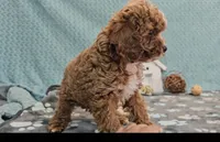 George, a male Cavapoo for sale in New Paris, IN – Photo 4 of 7