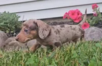 Sunne, a male Miniature Dachshund for sale in New Paris, IN – 3 of 4