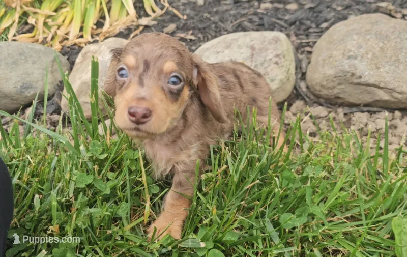 Shortstack – Miniature Dachshund puppy for sale in New Paris, IN
