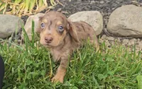 Shortstack, a male Miniature Dachshund for sale in New Paris, IN – 1 of 4