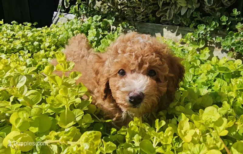 Teddy – Poodle - Miniature  puppy for sale in New Paris, IN