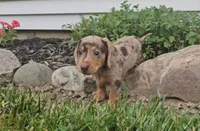 Sunne, a male Miniature Dachshund for sale in New Paris, IN – 2 of 4