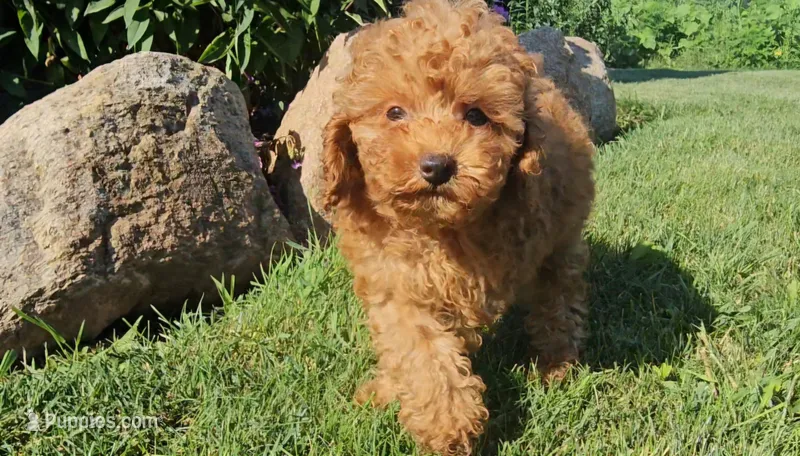 Scout – Poodle - Miniature  puppy for sale in New Paris, IN