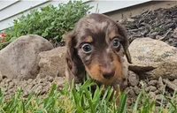 Smoky, a male Miniature Dachshund for sale in New Paris, IN – 3 of 5