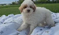 Arlo, a male Poodle - Miniature  for sale in New Paris, IN – Photo 3 of 9