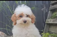 Arlo, a male Poodle - Miniature  for sale in New Paris, IN – Photo 4 of 9