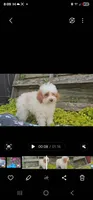 Arlo, a male Poodle - Miniature  for sale in New Paris, IN – Photo 6 of 9