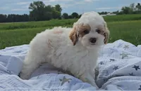Arlo, a male Poodle - Miniature  for sale in New Paris, IN – Photo 2 of 9