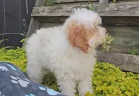 Arlo, a male Poodle - Miniature  for sale in New Paris, IN – Photo 7 of 9