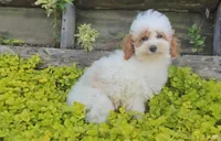 Arlo, a male Poodle - Miniature  for sale in New Paris, IN – Photo 9 of 9
