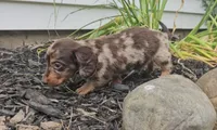Smoky, a male Miniature Dachshund for sale in New Paris, IN – 5 of 5