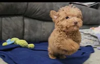 Mikey, a male Poodle - Toy  for sale in New Paris, IN – Photo 6 of 10