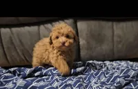Mikey, a male Poodle - Toy  for sale in New Paris, IN – Photo 4 of 10