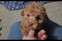 Mikey, a male Poodle - Toy  for sale in New Paris, IN – Photo 2 of 10