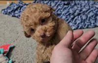 Mikey, a male Poodle - Toy  for sale in New Paris, IN – Photo 5 of 10