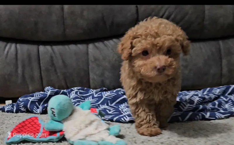 Mikey, a male Poodle - Toy  for sale in New Paris, IN – Photo 1 of 10