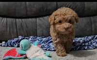 Mikey, a male Poodle - Toy  for sale in New Paris, IN – Photo 1 of 10
