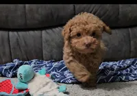 Mikey, a male Poodle - Toy  for sale in New Paris, IN – Photo 3 of 10
